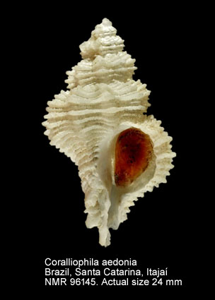 Coralliophila aedonia.jpg - Coralliophila aedonia (R.B.Watson,1886)